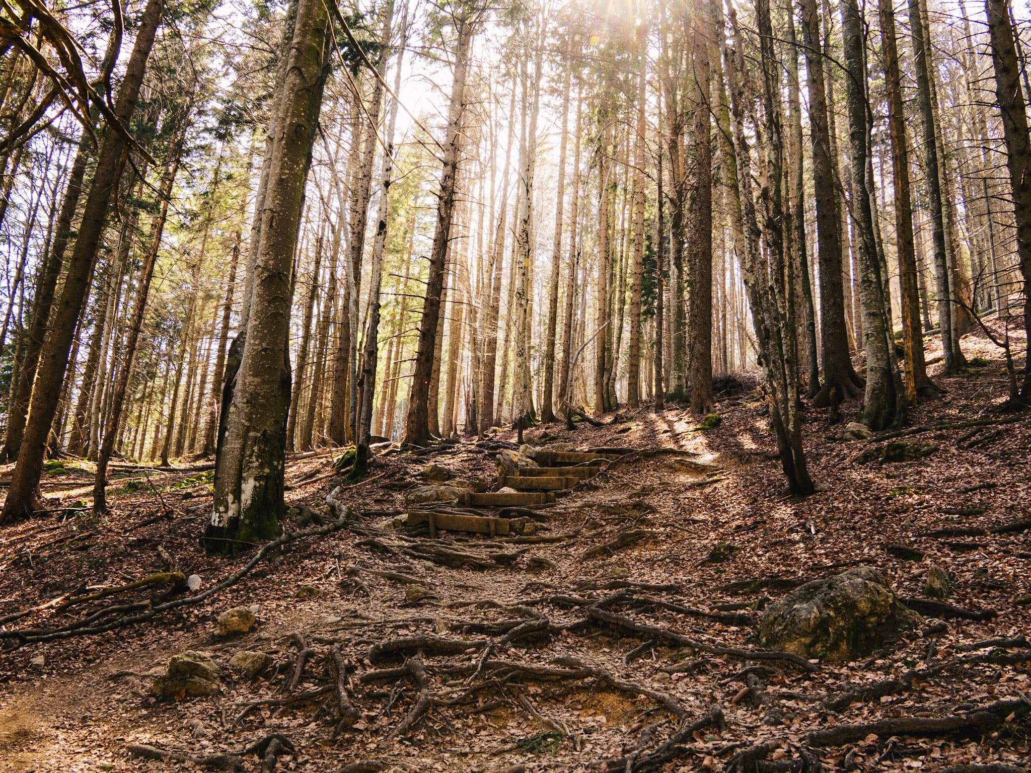 Forest photo.