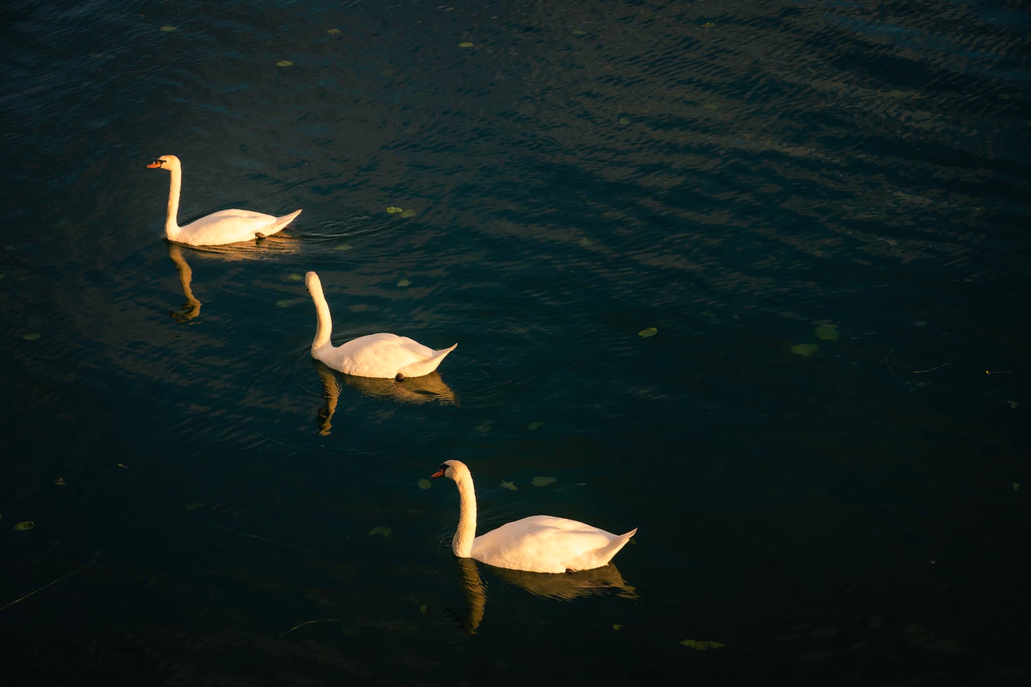 Swan 1 photo.