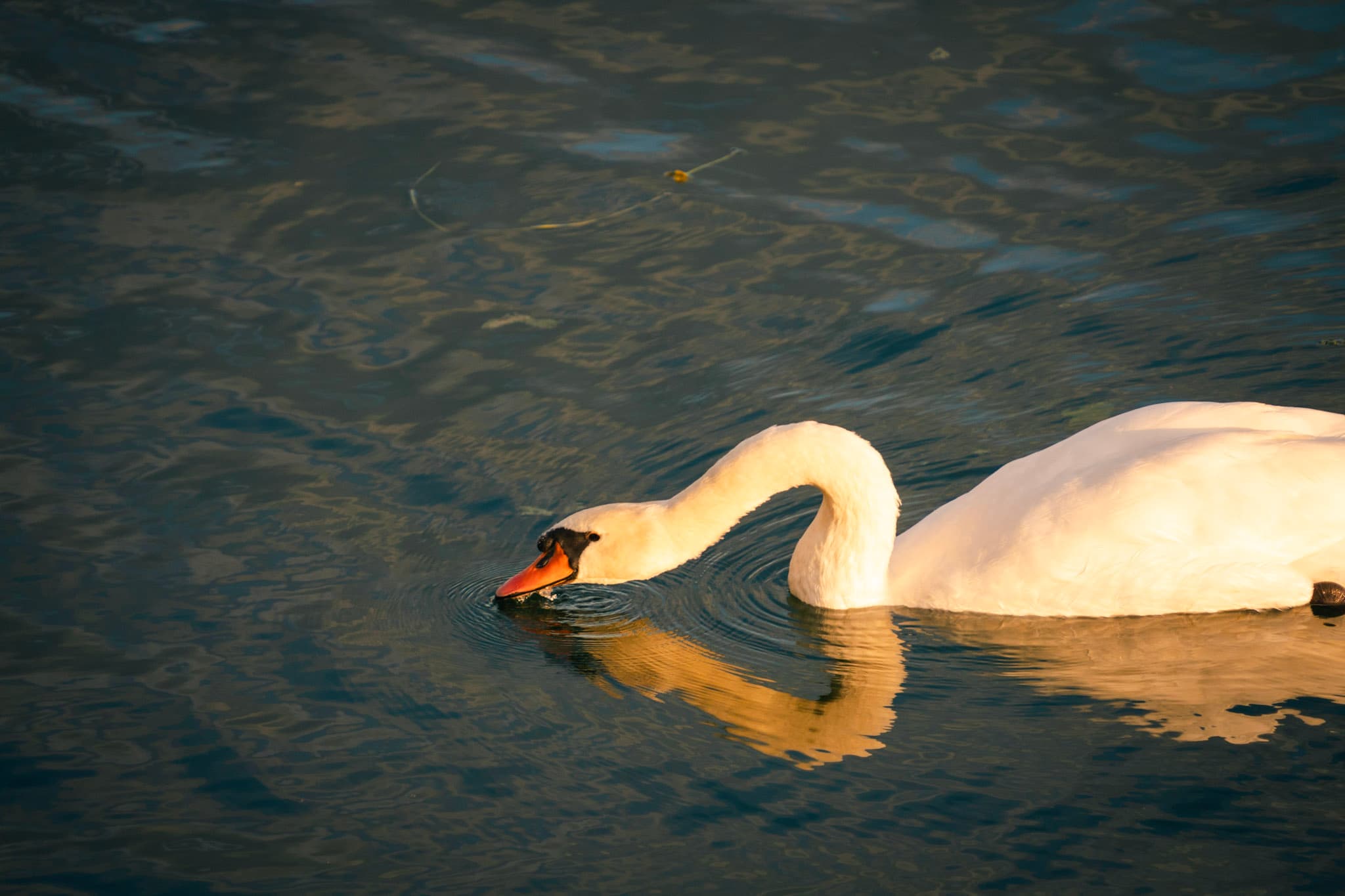 Swan 2 photo.
