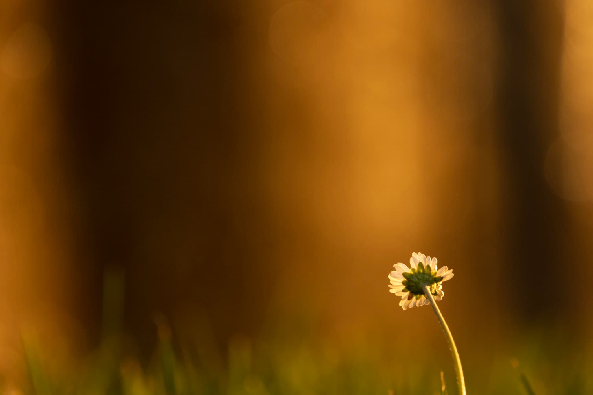 Flower photo.